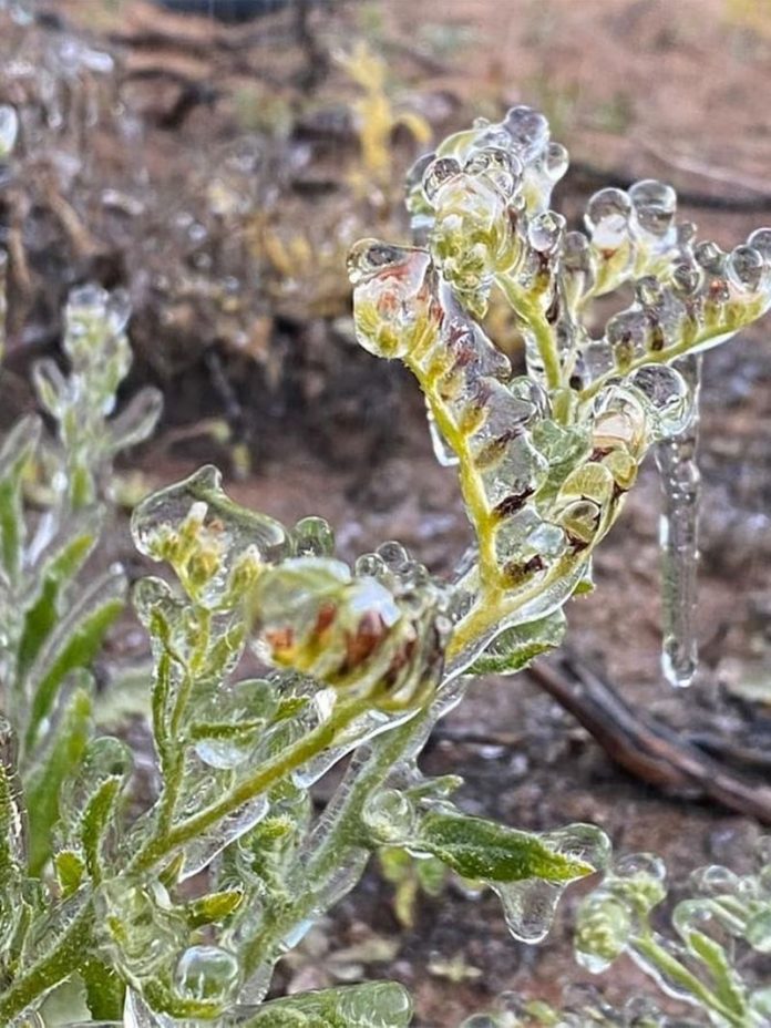 UAE Weather: Dew drops freeze on plants and cars in Abu Dhabi's Al Ain, as UAE's lowest temperature recorded at -1.9°C in Raknah